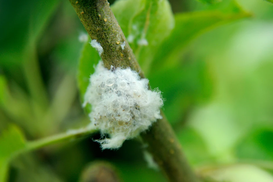 A closeup of a cluster of white filaments and aphids on a plant stem