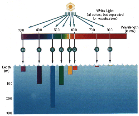 https://disc.sci.gsfc.nasa.gov/education-and-outreach/additional/science-focus/ocean-color/images/spectral_light_absorption.gif