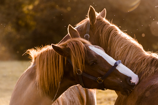 Horses nibbling each other in a field in Ireland... - Arseni Mourzenko