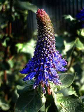 blue witches hat from Annie's Annuals