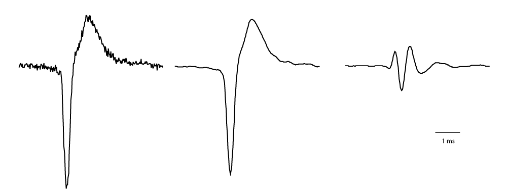 Extracellular spike with filters