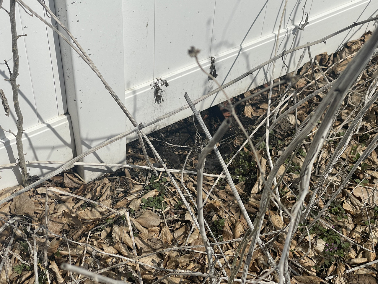 rabbit hole under fence