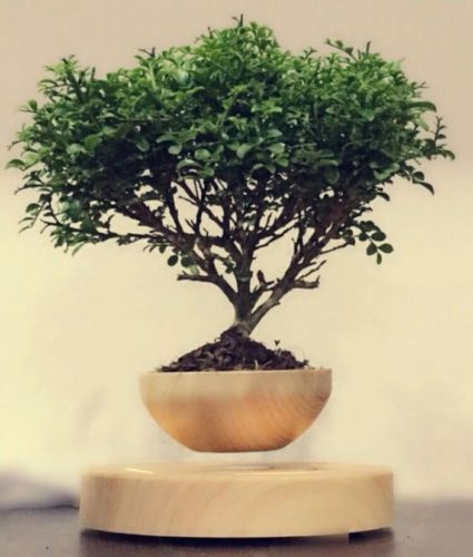 Levitating plant