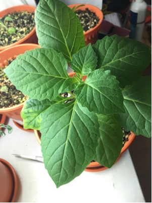 top view of plant