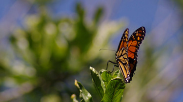 mariposa