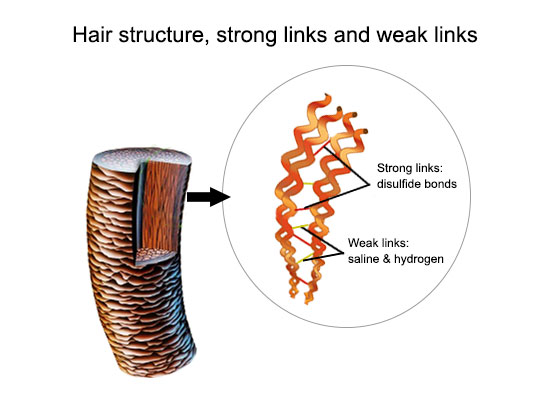 keratin molecules and disulfide bridges in hair