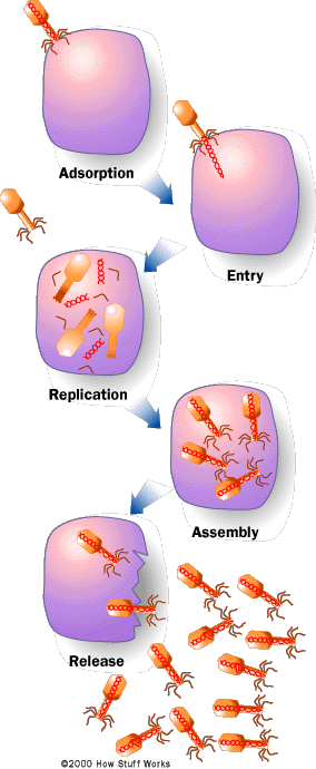 Lytic Cycle