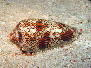 Cone snail exhibiting rule 30