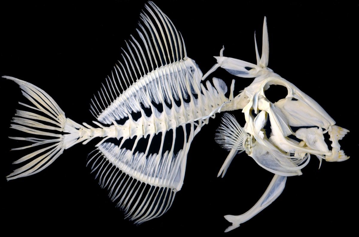 fish skeleton