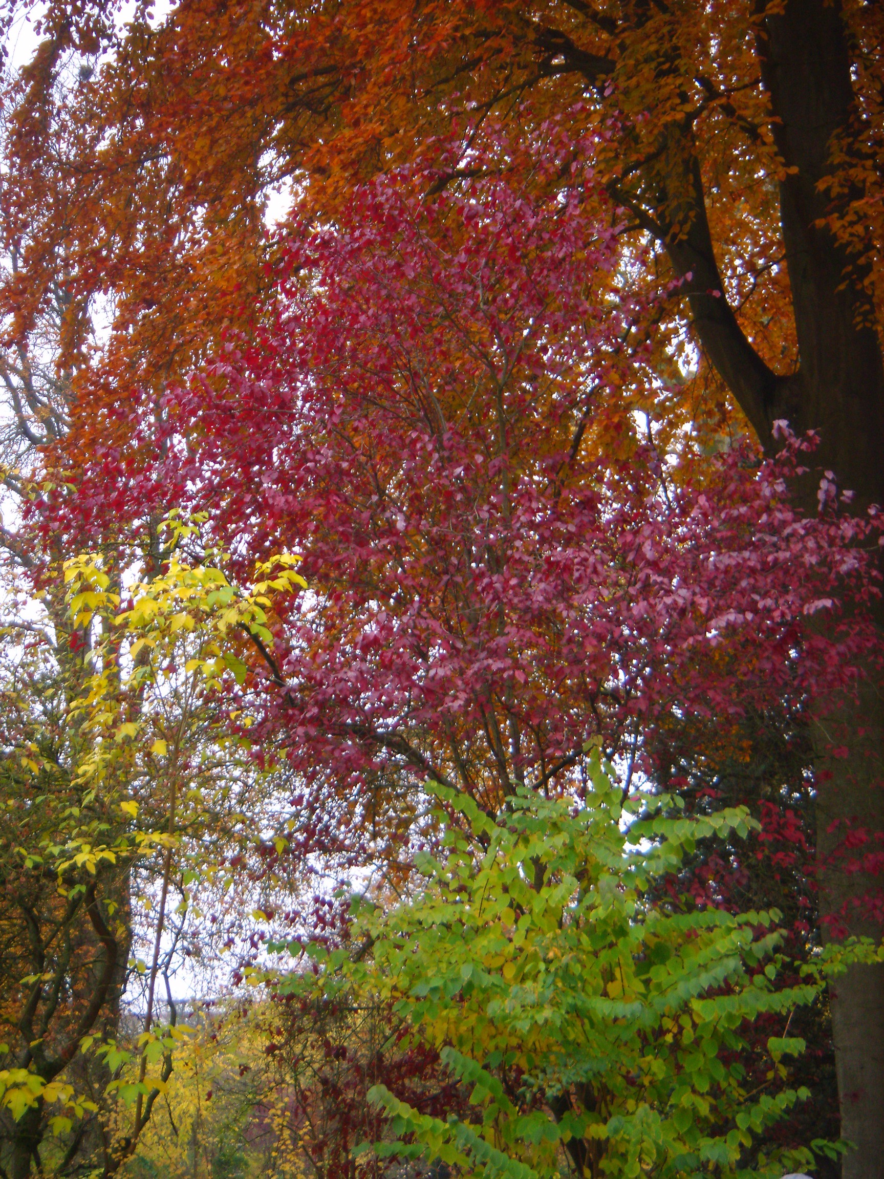 Colorful leaves zoomed