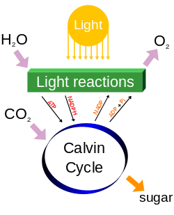 photosynthesis