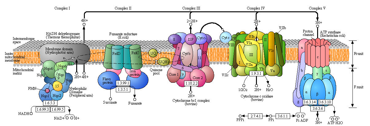 electron transport system