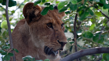 Tanzania Lion in tree