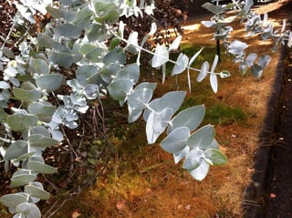 unknown Eucalyptus branch in Seattle