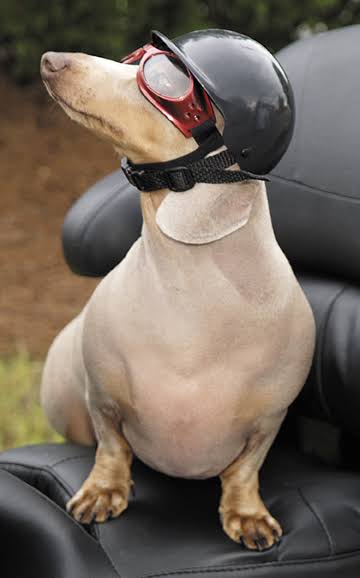 Folded ears in helmet