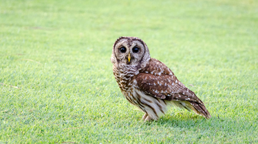 Portrait of a Barred Owl