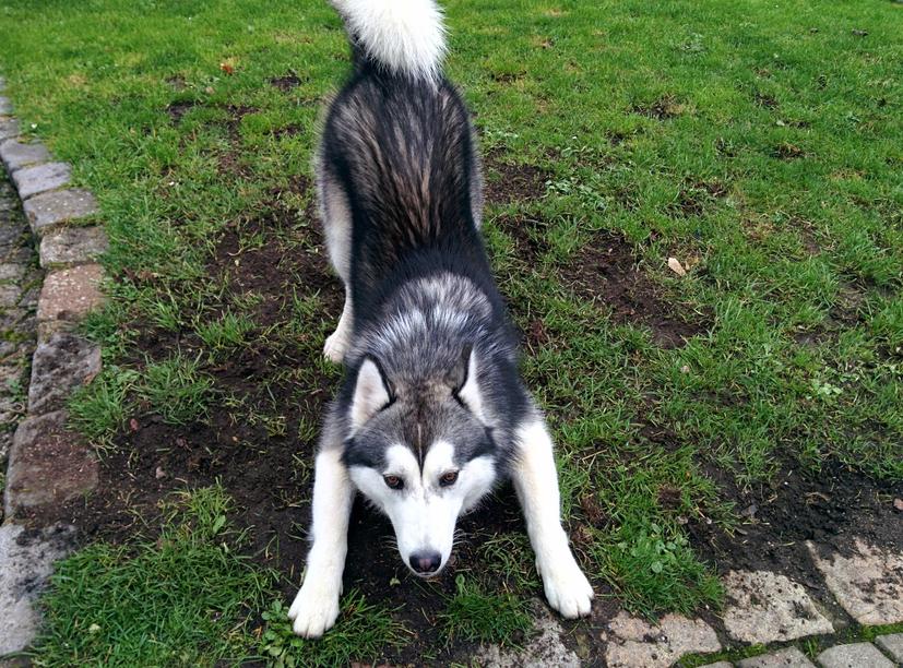 Rocky wanting to play.