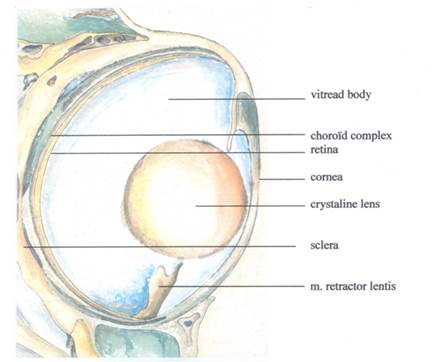 cichlid eye