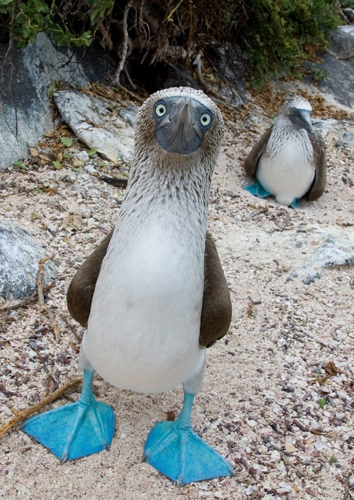 Blue Footed Booby's user avatar