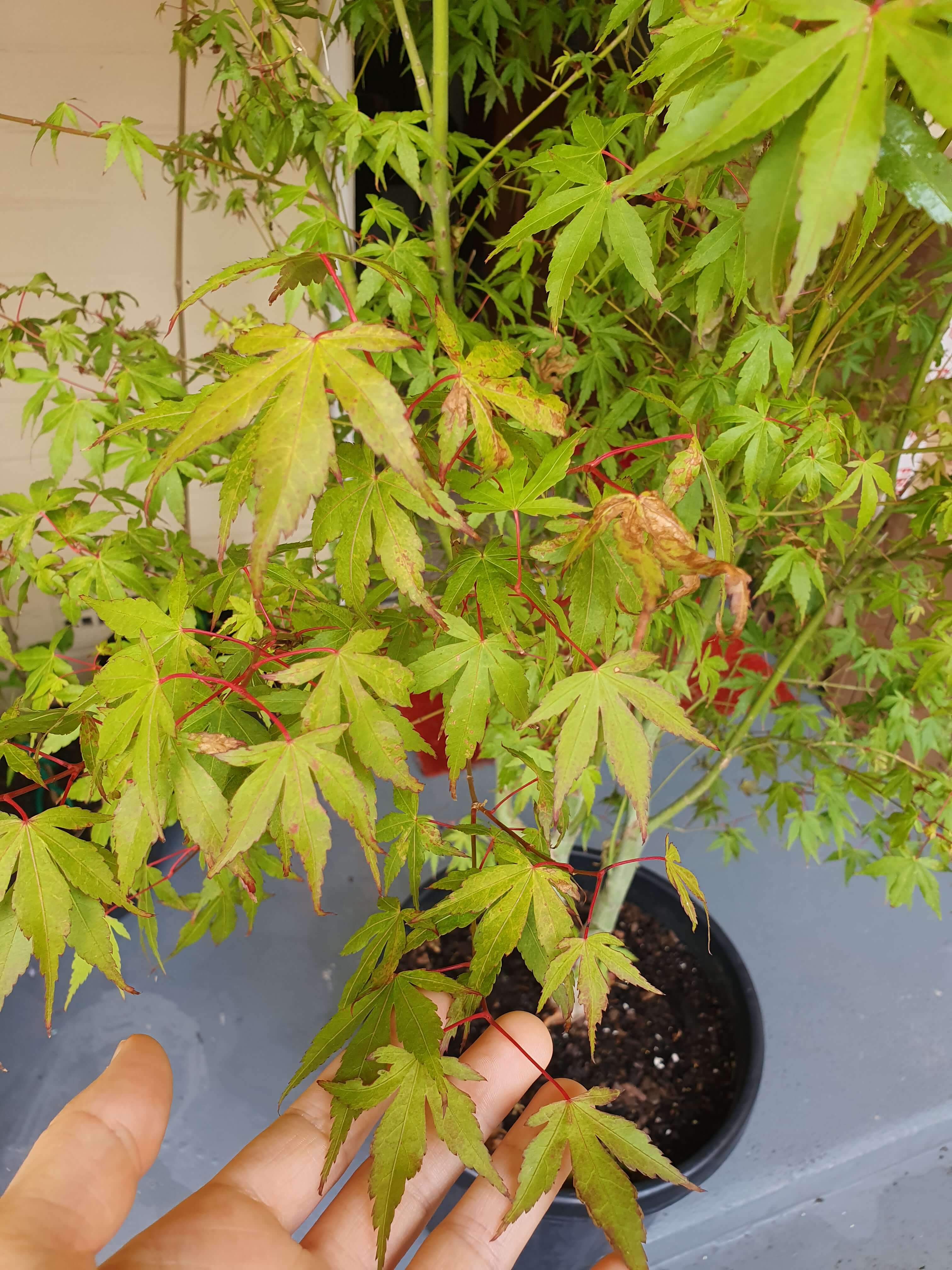 tree leaves example