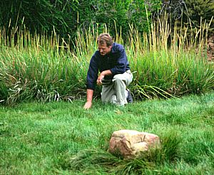 Carex praegracilis at San Marcos Growers