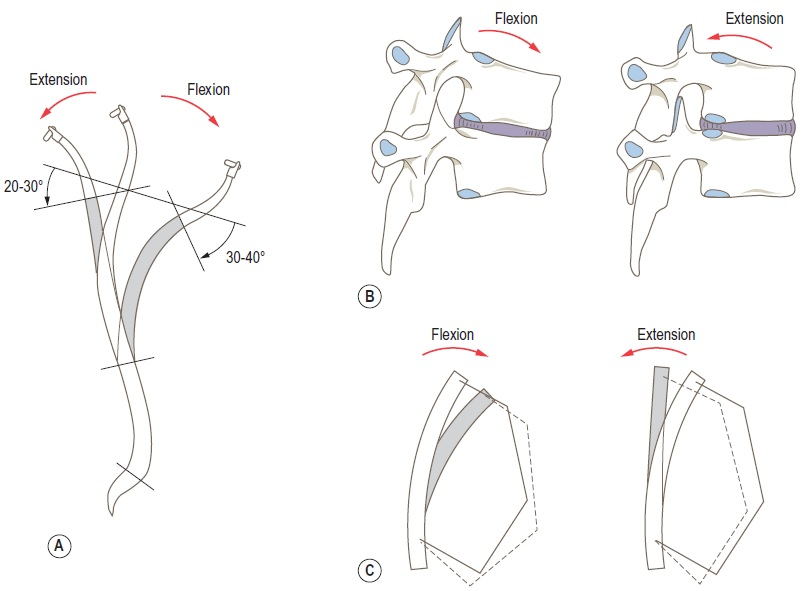 Sagittal Flexion and Extension