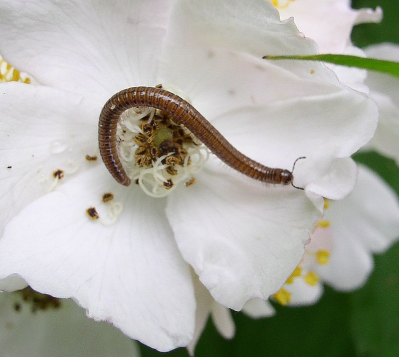 Unidentified Parajulidae