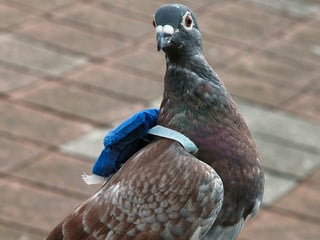 Bird with backpack