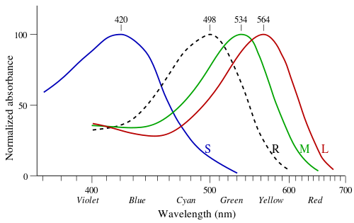 Cone and rod wavelength sensitivities.