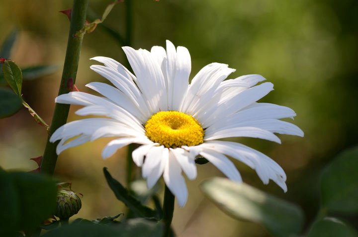 Daisy Good Bokeh