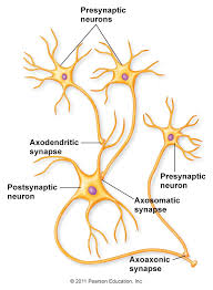 synapses