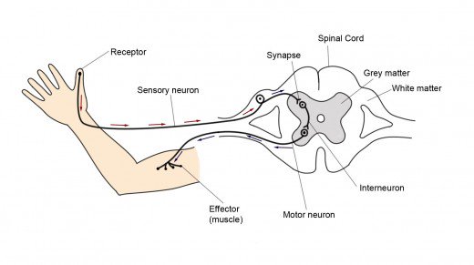 reflex arc