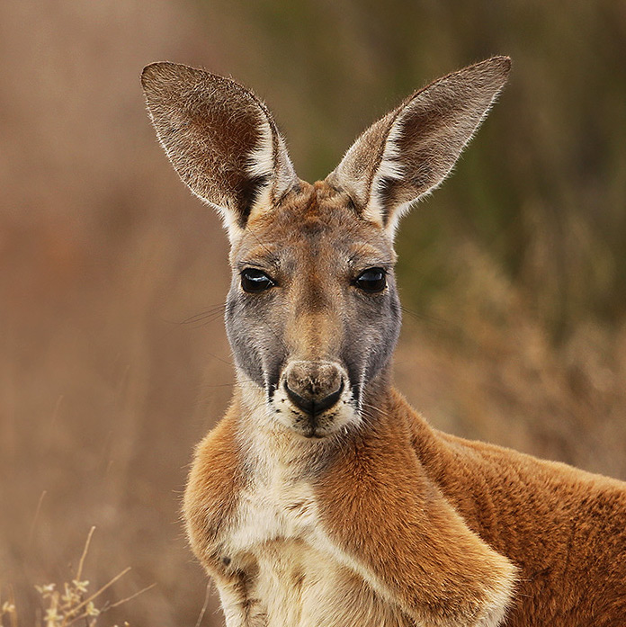 actual_kangaroo's user avatar