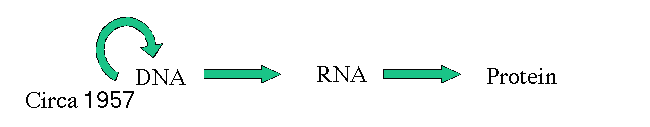 Purported Crick diagram of central dogma 157