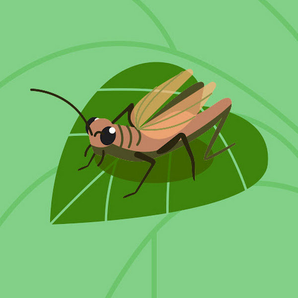 insectean's user avatar