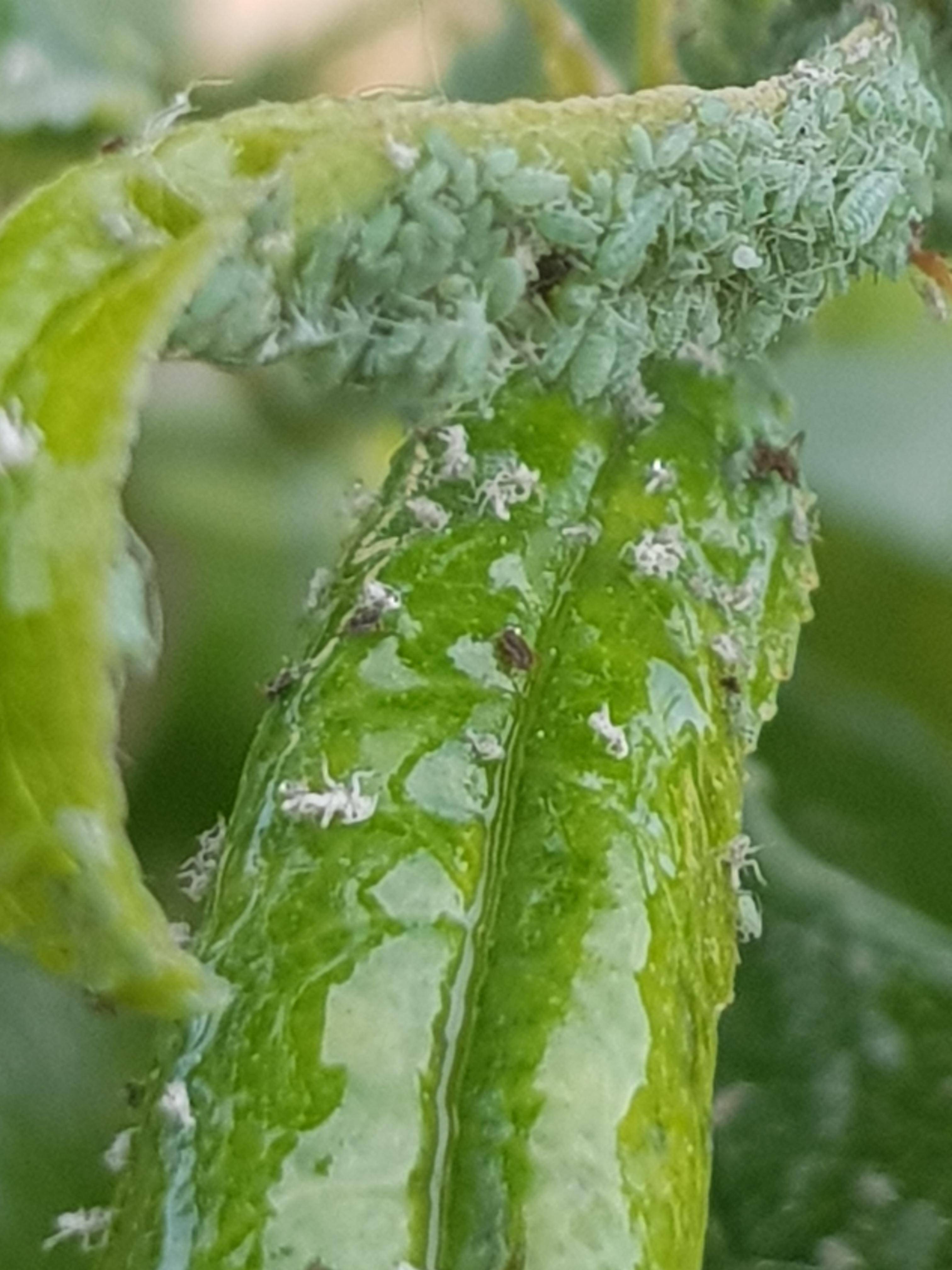 From top there are some white bugs, from bottom there are some other