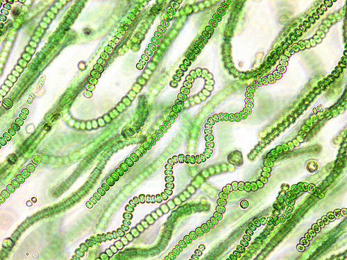 Filamentous Cyanobacteria