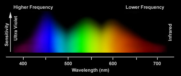 Visible Wavelength sensitivity of the human eye