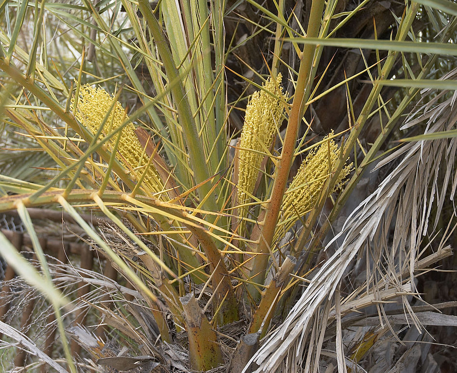 Cretan date palm flowers