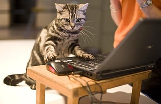 cat with its paws on the keyboard of a laptop