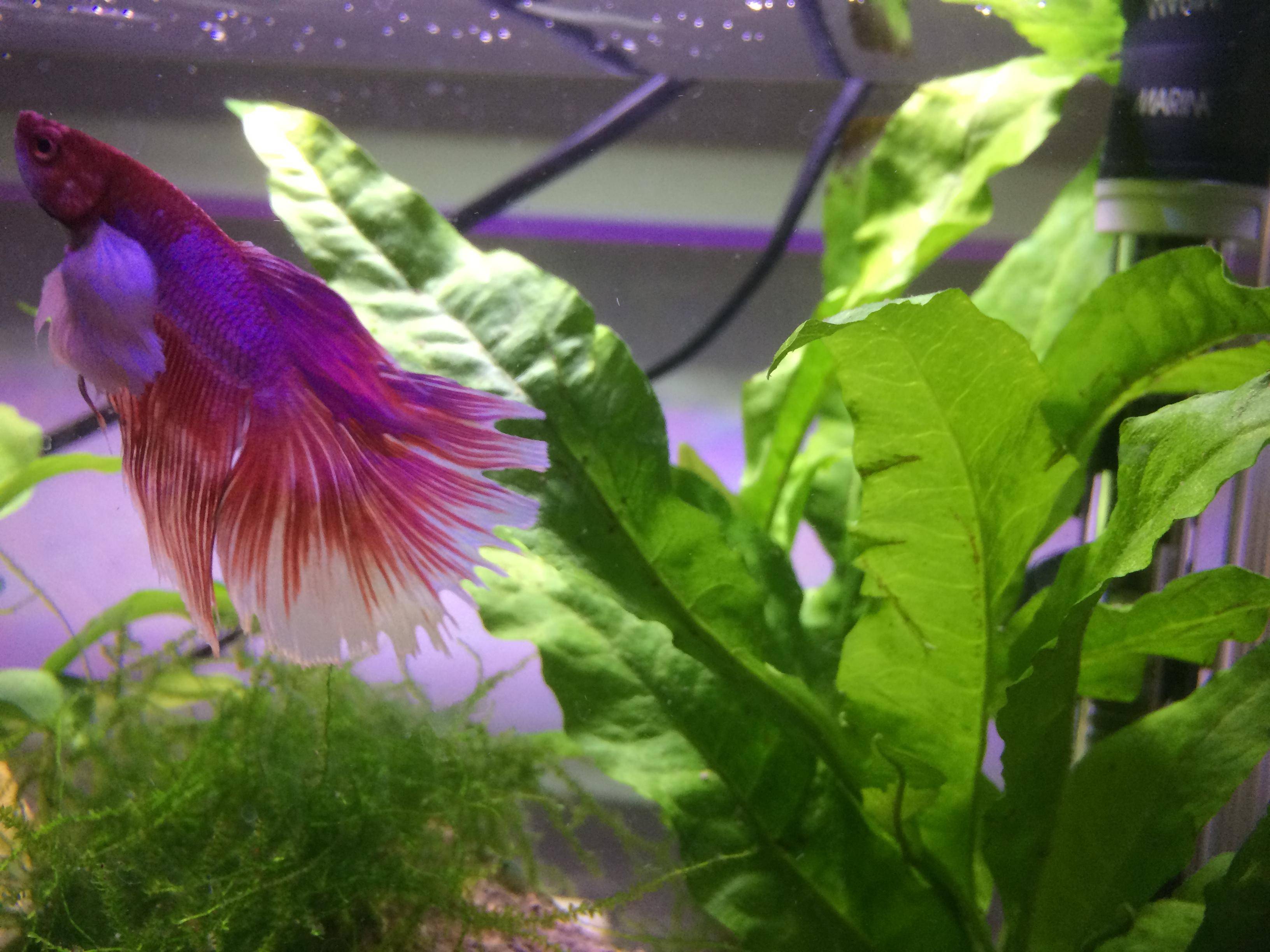 Betta Tail