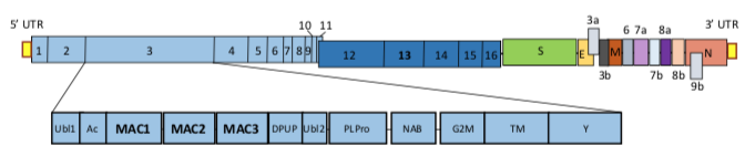 Structure of SARS-CoV genome and domains in gene nsp3