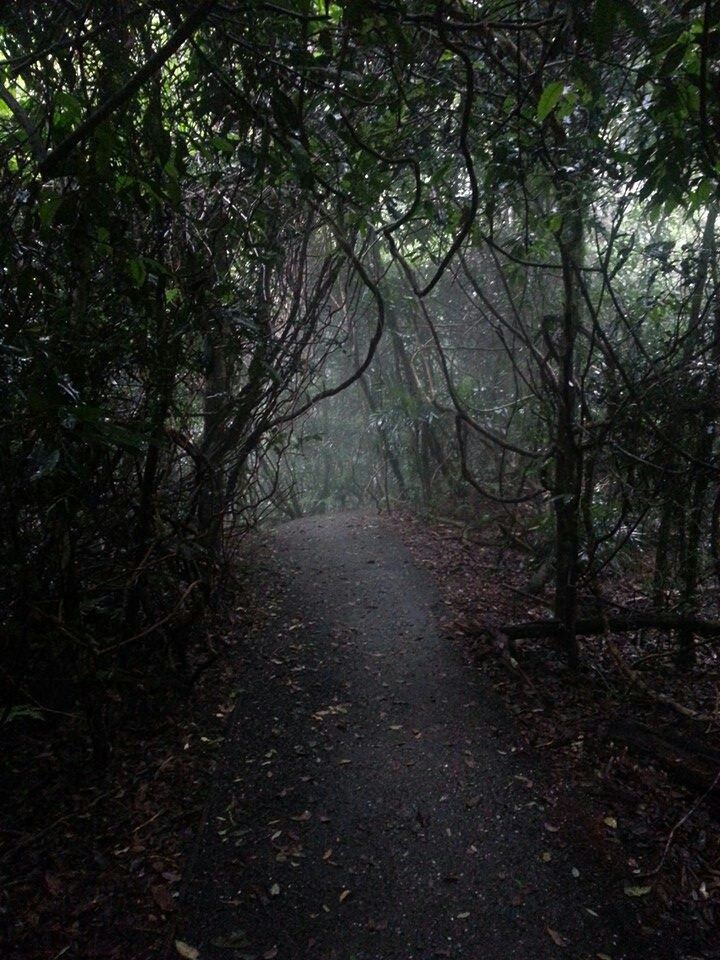 forest floor