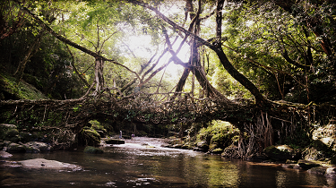 The Living Bridge - himanshu-tyagi