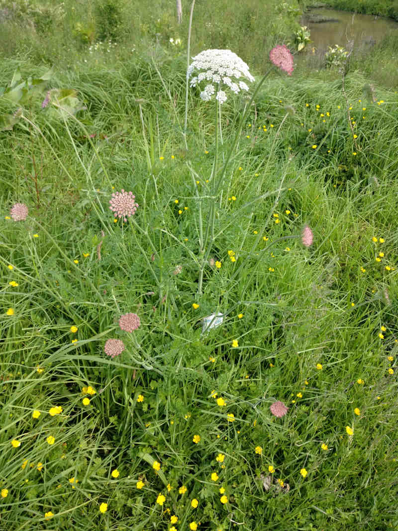 weeds growing on lawn