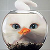 WishingFish's user avatar