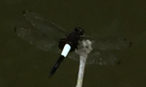 dragonfly in Hsinchu County Taiwan July 2020