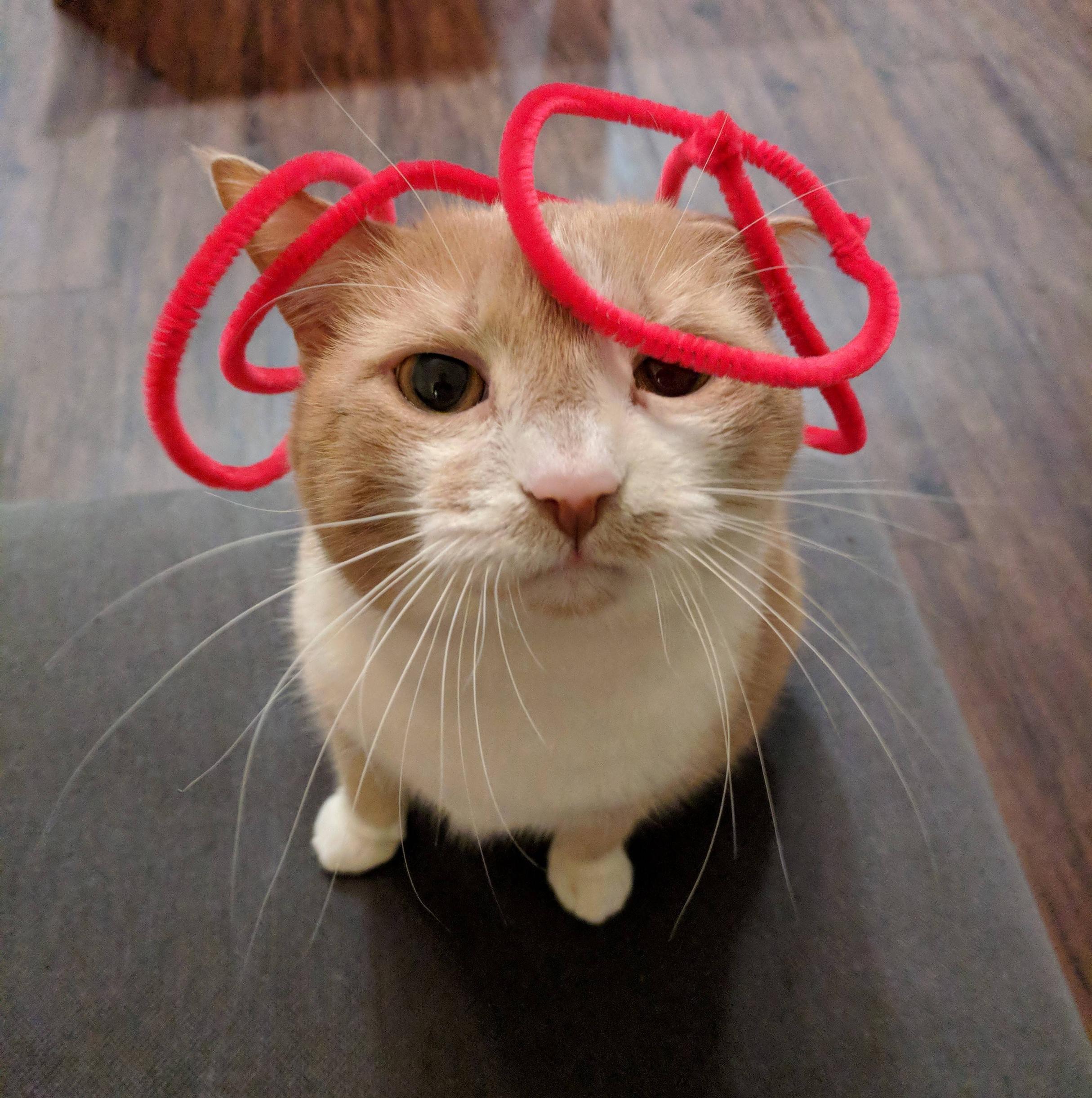 cat wearing 4 freehand circle hats honestly it's ridiculous