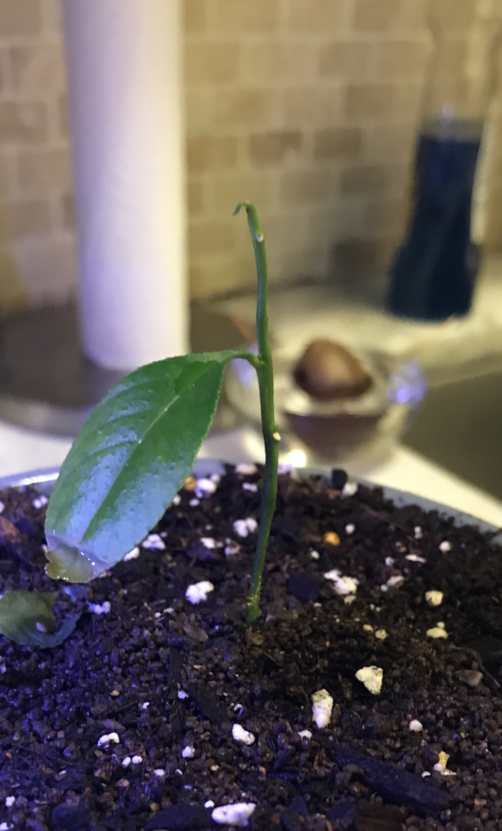 lemon tree seedling