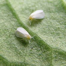 Whitefly